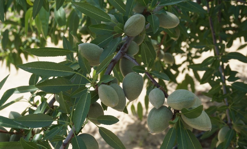 almond orchard for sale img@2x 1
