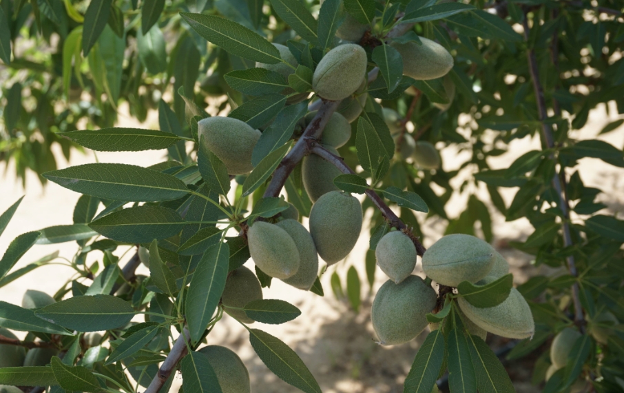 almond orchard for sale